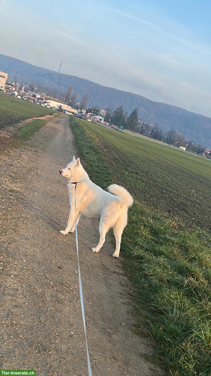 Bild 5: Weißer Siberian Husky als Deckrüde | kein Verkauf!