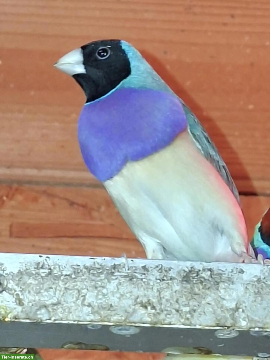 Gouldamadinen zu verkaufen