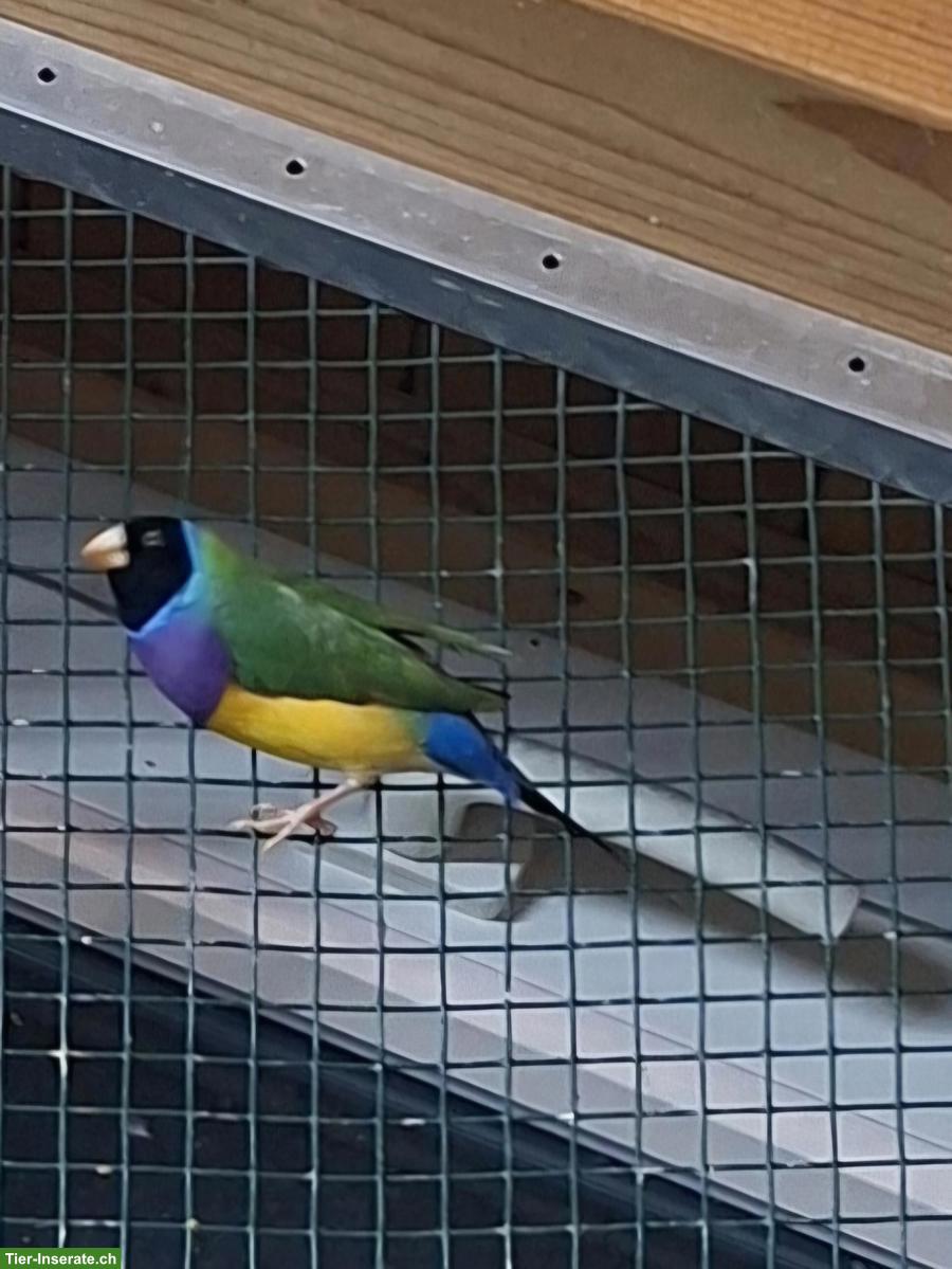 Bild 2: Gouldamadinen zu verkaufen