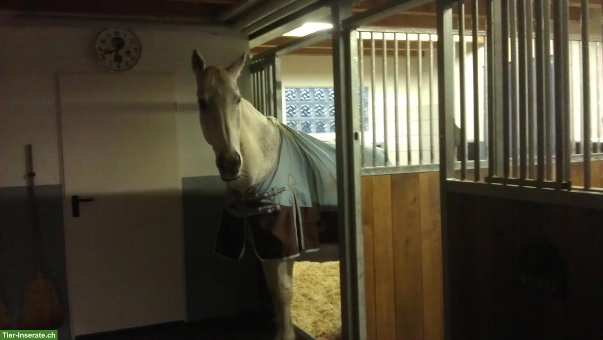 Bild 2: 2 Aussenboxen zu vermieten, auch für Kleinpferde/Ponys geeignet