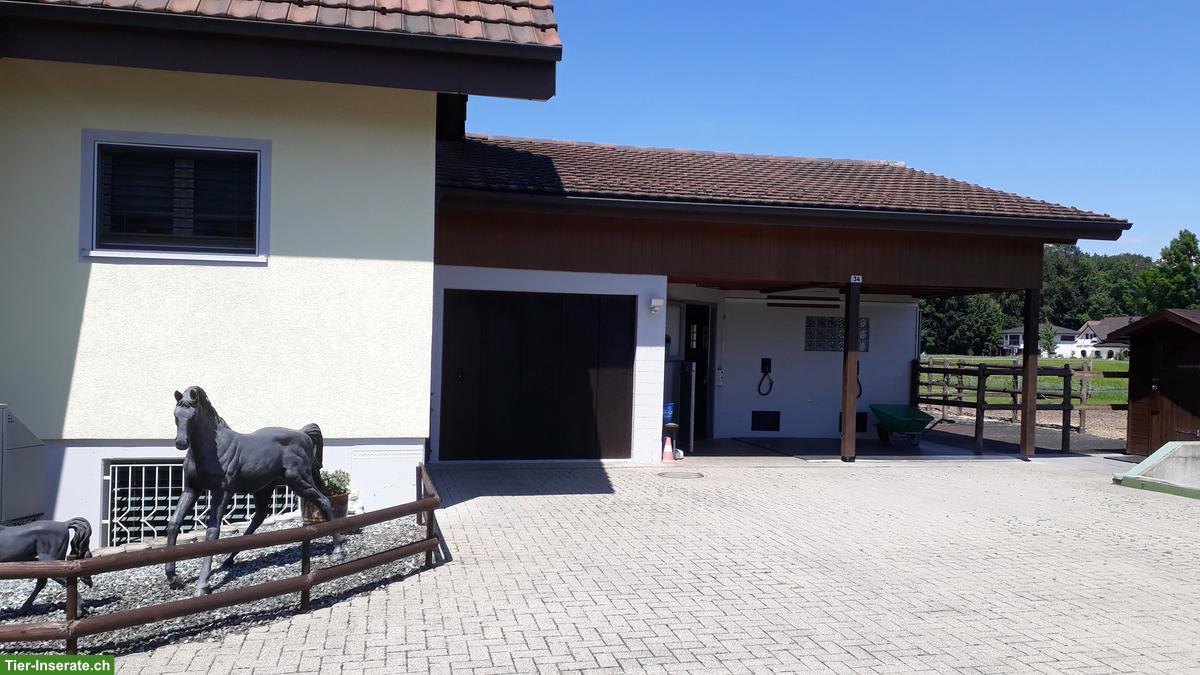 Bild 3: 2 Aussenboxen zu vermieten, auch für Kleinpferde/Ponys geeignet