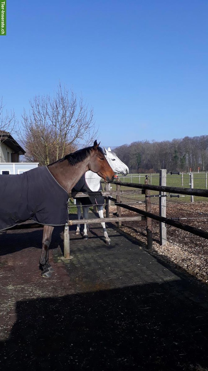 Bild 4: 2 Aussenboxen zu vermieten, auch für Kleinpferde/Ponys geeignet