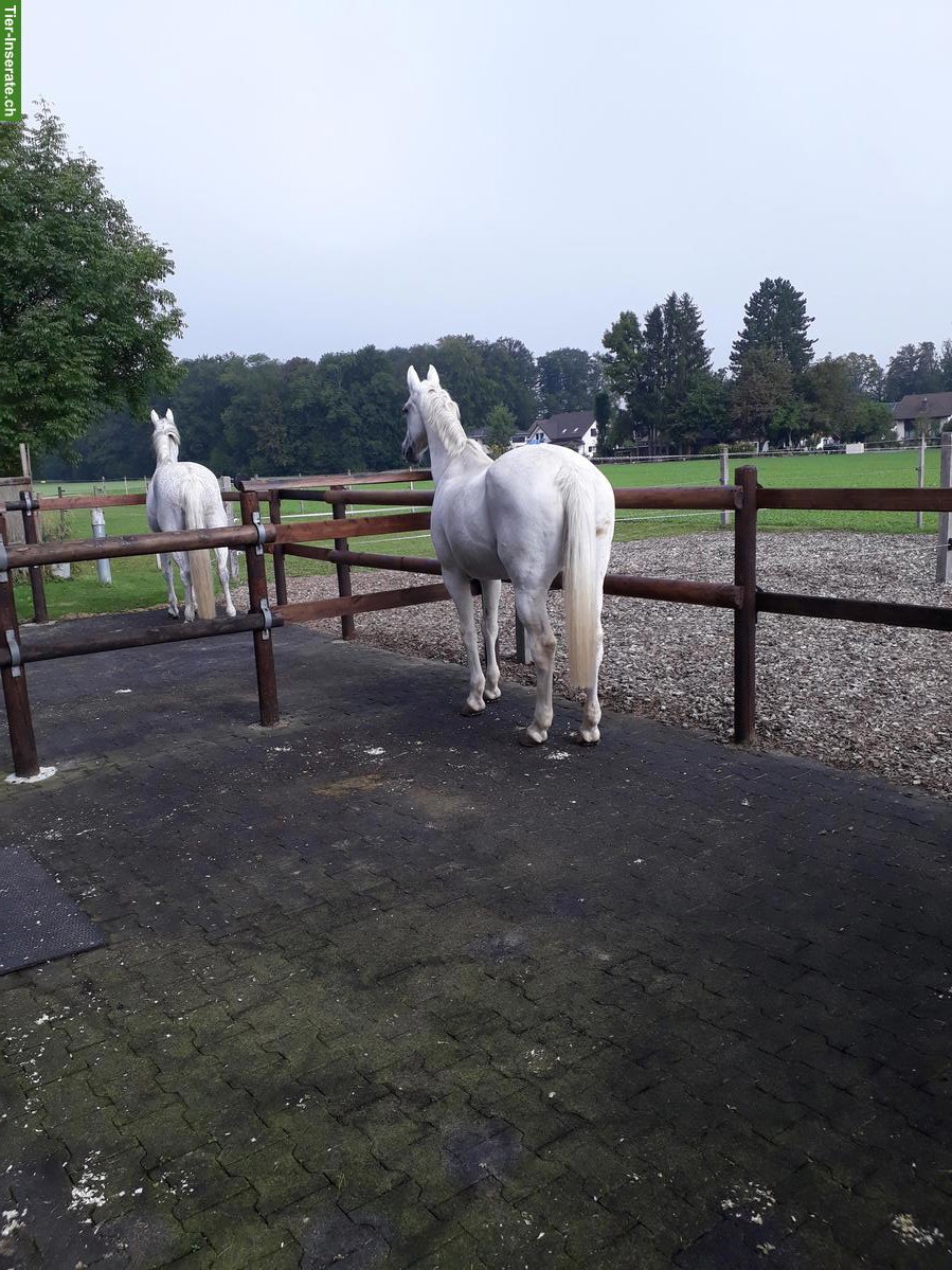 Bild 5: 2 Aussenboxen zu vermieten, auch für Kleinpferde/Ponys geeignet
