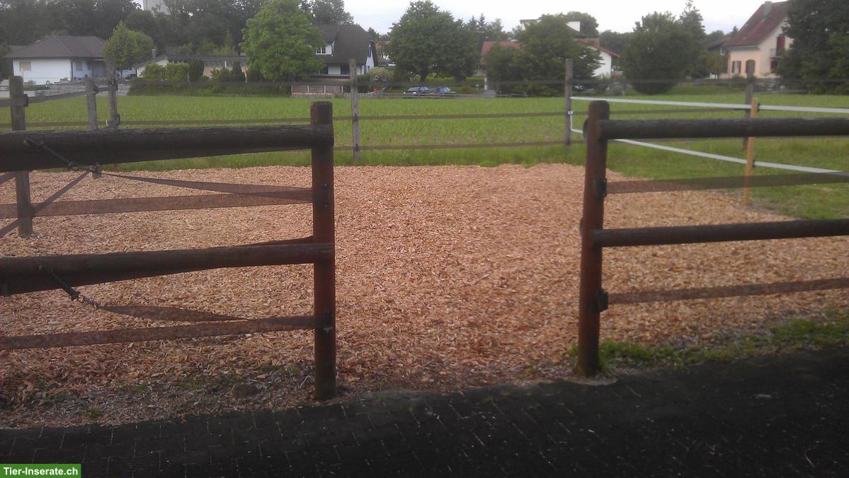 Bild 6: 2 Aussenboxen zu vermieten, auch für Kleinpferde/Ponys geeignet