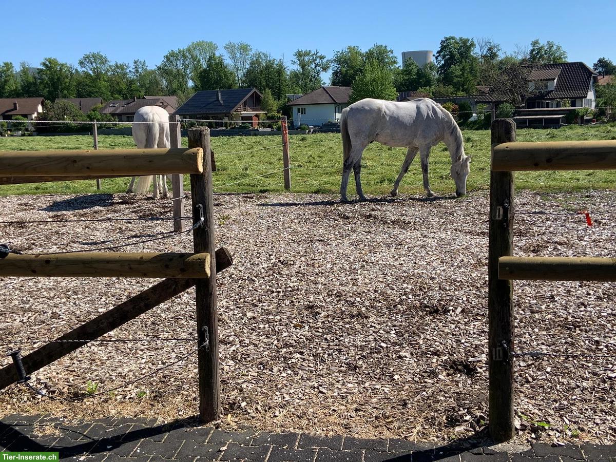 Bild 7: 2 Aussenboxen zu vermieten, auch für Kleinpferde/Ponys geeignet