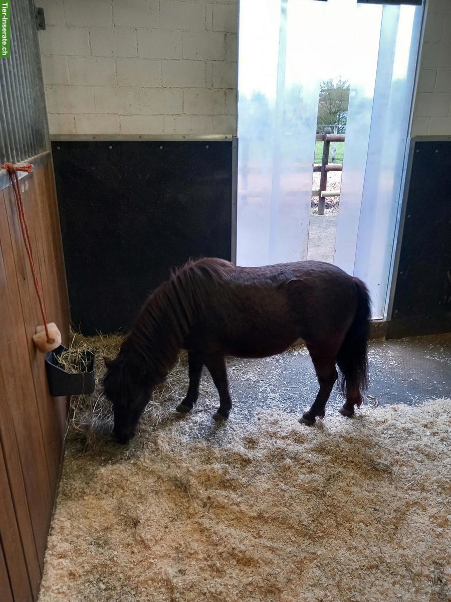 Bild 8: 2 Aussenboxen zu vermieten, auch für Kleinpferde/Ponys geeignet