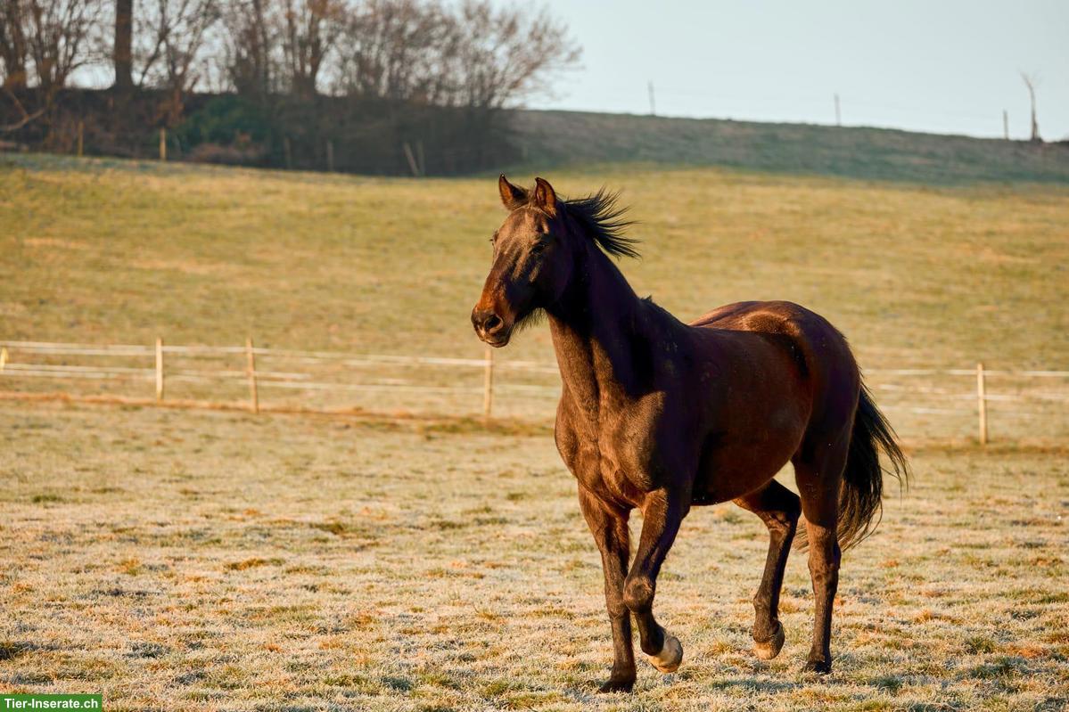 Bild 3: Suche Pflegebeteiligung für 20-jährige Stute in Cham ZG