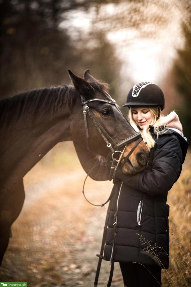Bild 4: Suche Pflegebeteiligung für 20-jährige Stute in Cham ZG