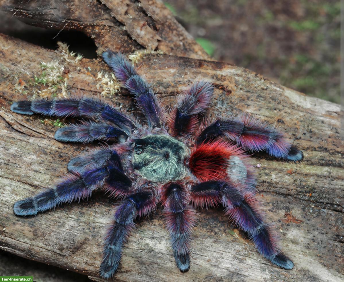 A. Geniculata & C. Versicolor zu verkaufen