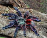 A. Geniculata & C. Versicolor zu verkaufen