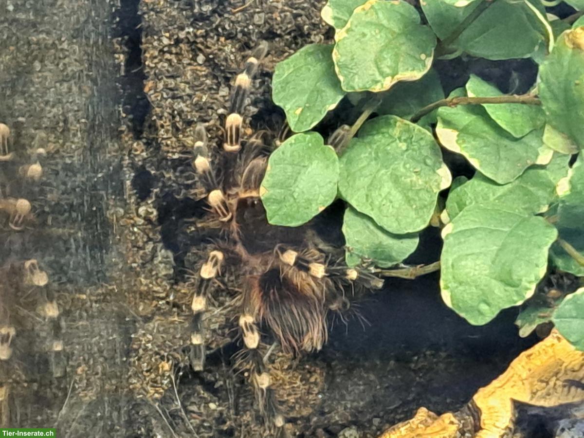 Bild 2: A. Geniculata & C. Versicolor zu verkaufen