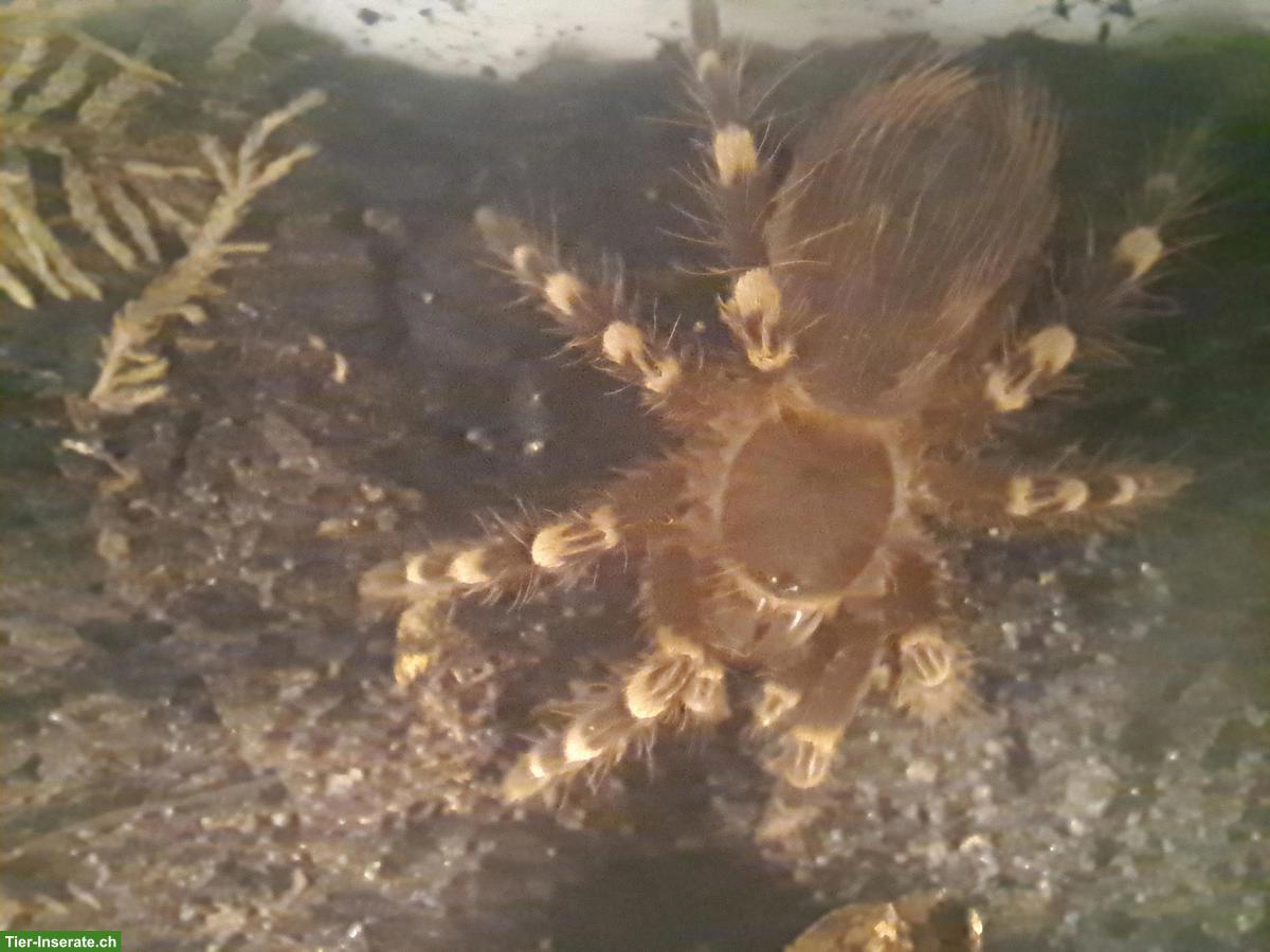 Bild 3: A. Geniculata & C. Versicolor zu verkaufen