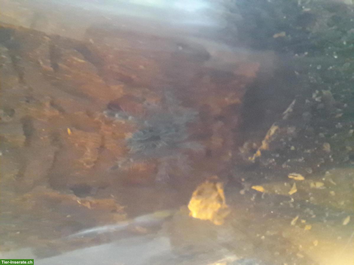 Bild 4: A. Geniculata & C. Versicolor zu verkaufen