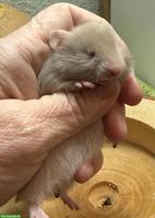 Teddyhamster mit Handicap suchen ein Zuhause