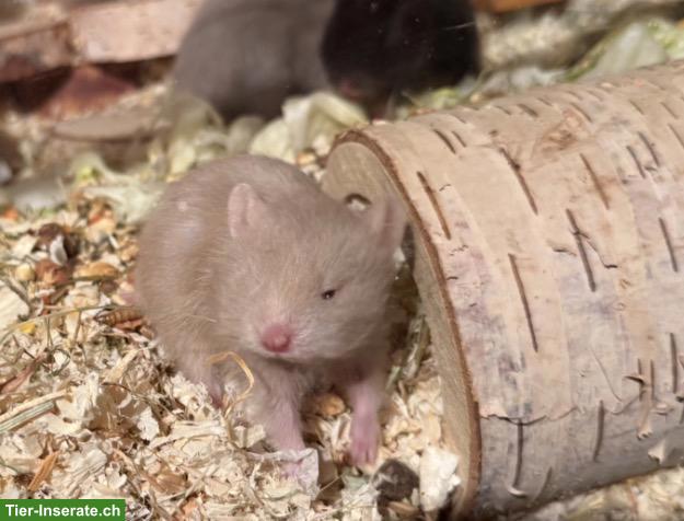 Bild 2: Teddyhamster mit Handicap suchen ein Zuhause