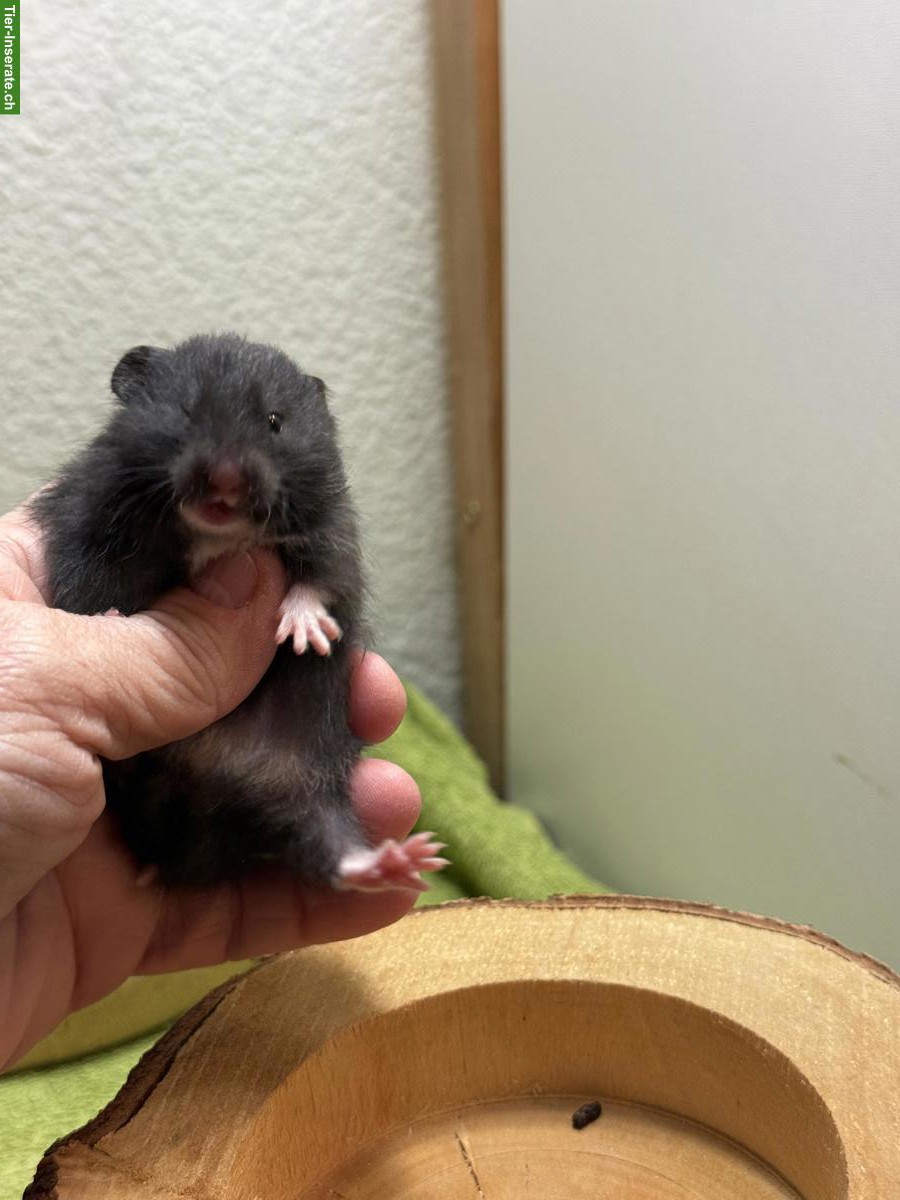 Bild 4: Teddyhamster mit Handicap suchen ein Zuhause