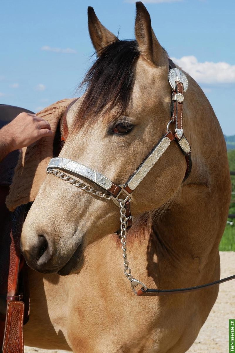 Top Quarter-Horse-Wallach: Ausnahme-Charakter inbegriffen