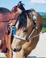 Top Quarter-Horse-Wallach: Ausnahme-Charakter inbegriffen