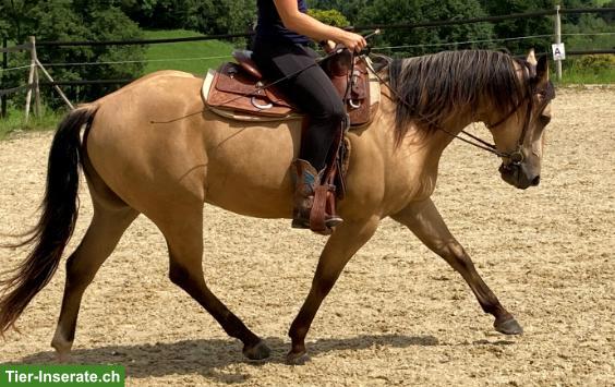 Bild 2: Top Quarter-Horse-Wallach: Ausnahme-Charakter inbegriffen