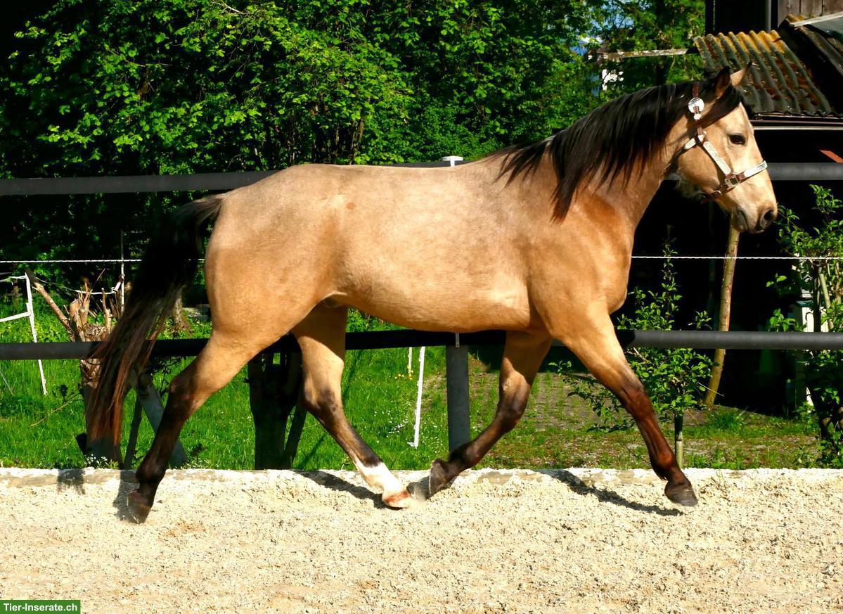 Bild 3: Top Quarter-Horse-Wallach: Ausnahme-Charakter inbegriffen