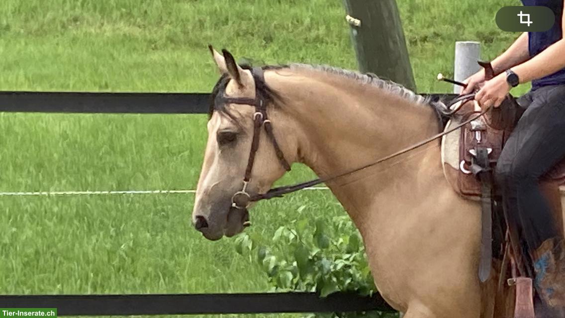 Bild 4: Top Quarter-Horse-Wallach: Ausnahme-Charakter inbegriffen