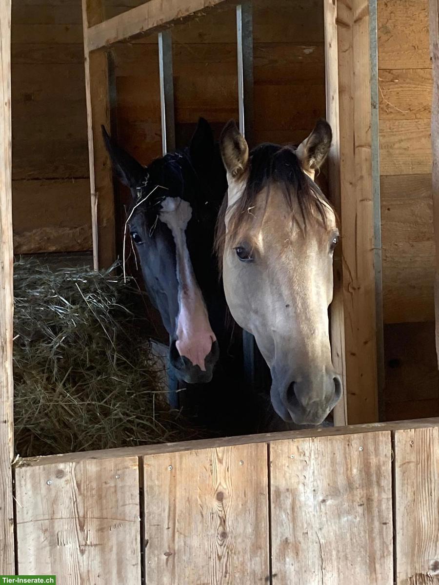 Bild 6: Top Quarter-Horse-Wallach: Ausnahme-Charakter inbegriffen
