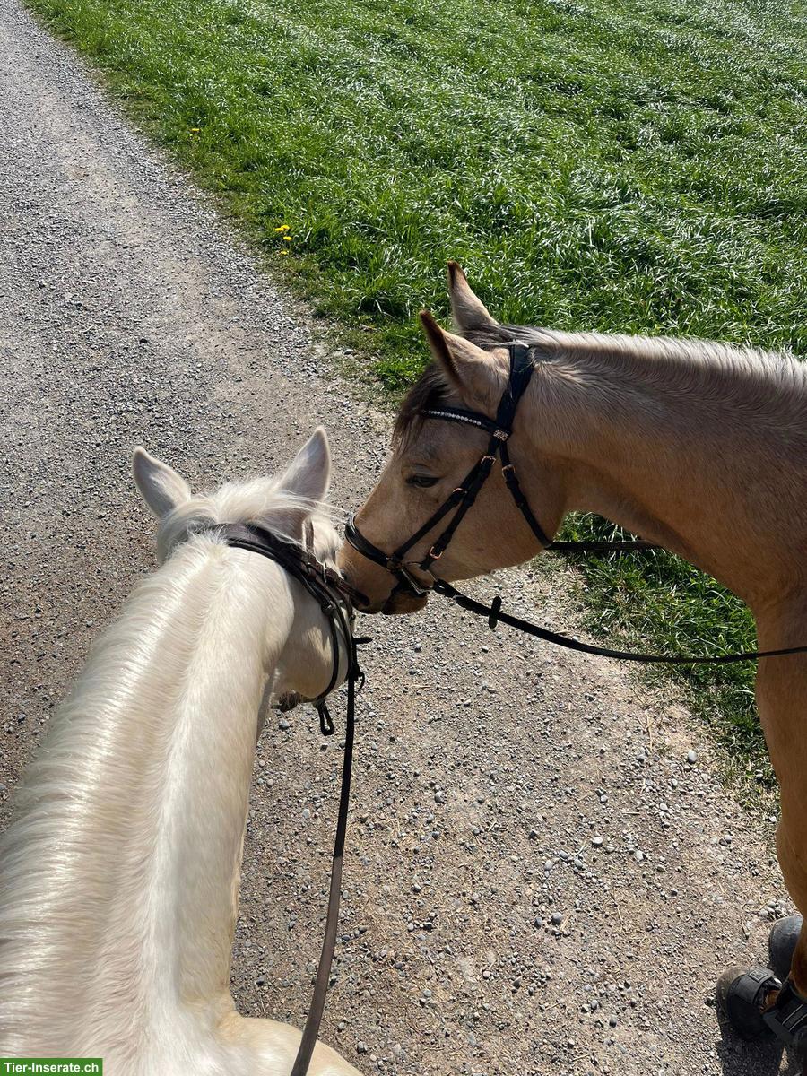 Bild 7: Top Quarter-Horse-Wallach: Ausnahme-Charakter inbegriffen