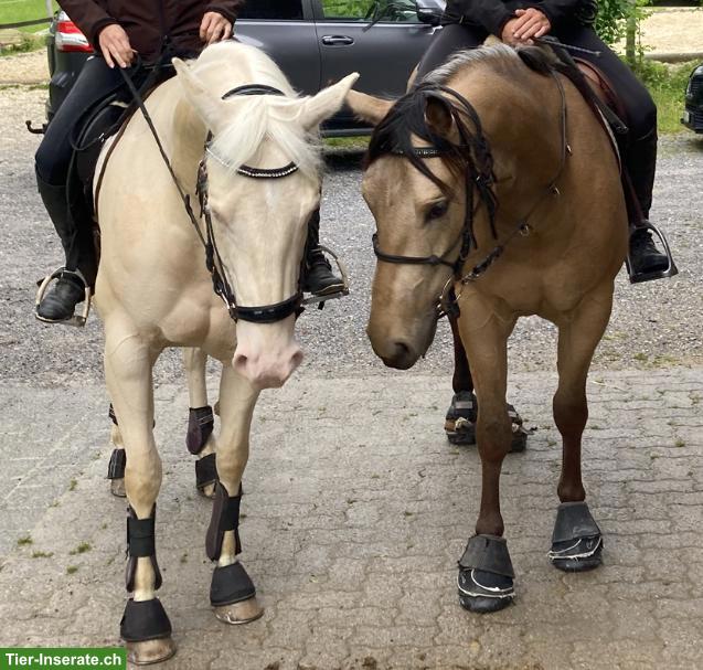 Bild 8: Top Quarter-Horse-Wallach: Ausnahme-Charakter inbegriffen