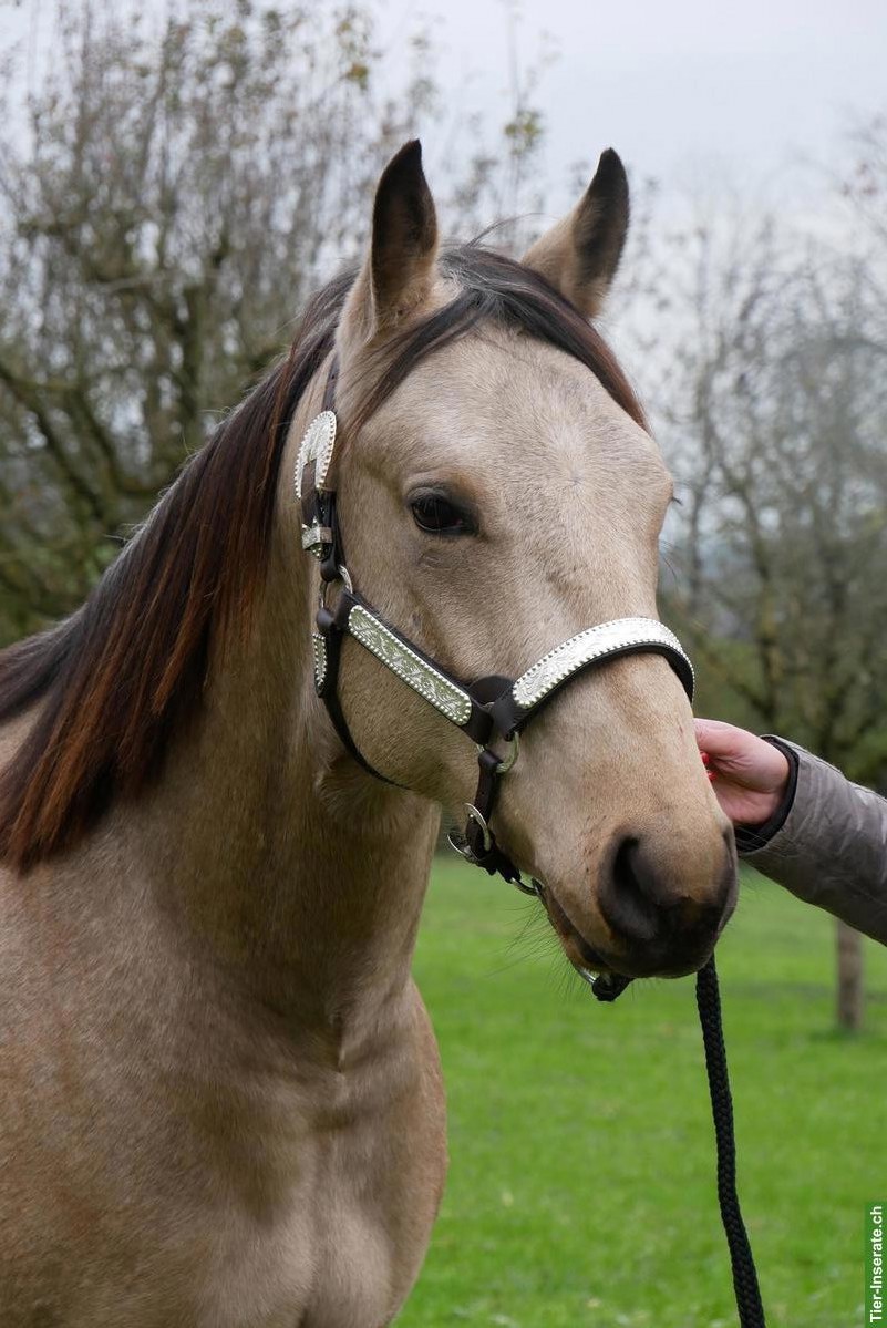 Bild 9: Top Quarter-Horse-Wallach: Ausnahme-Charakter inbegriffen