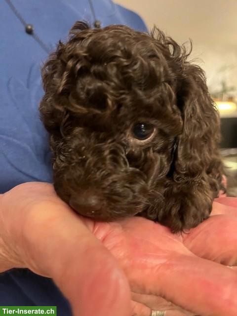 Labradoodle Welpen, mittelgross, weiblich