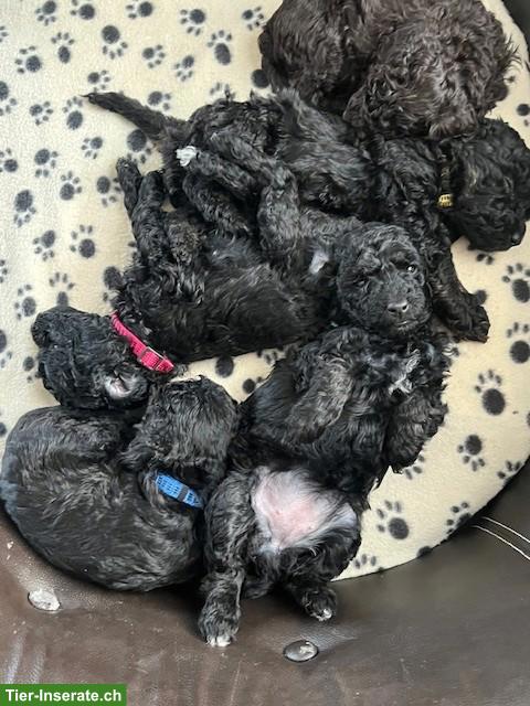 Bild 2: Labradoodle Welpen, mittelgross, weiblich