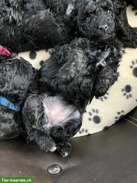 Bild 3: Labradoodle Welpen, mittelgross, weiblich