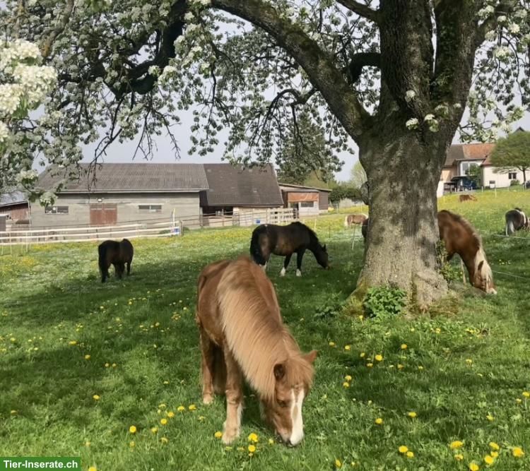 Bild 2: Offenstallplatz für Pony/Shetty in Anetswil TG