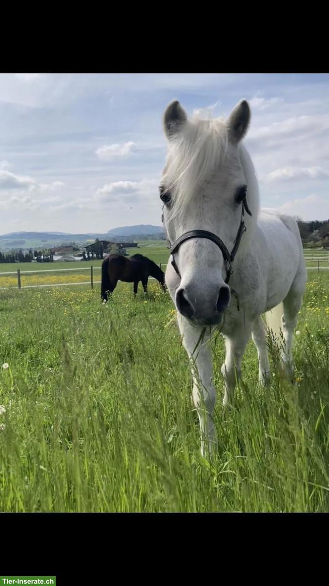 Bild 3: Offenstallplatz für Pony/Shetty in Anetswil TG