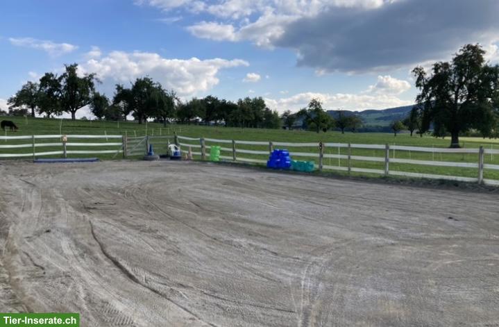 Bild 4: Offenstallplatz für Pony/Shetty in Anetswil TG