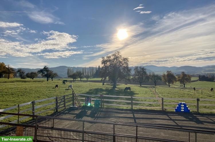Bild 5: Offenstallplatz für Pony/Shetty in Anetswil TG