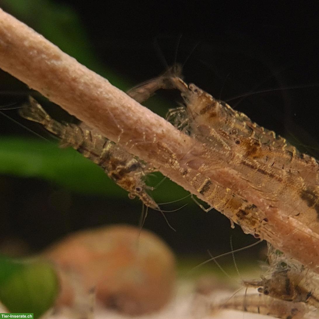 Caridina pareparensis parvidentata (Sulawesi Inlandsgarnele)