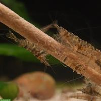 Caridina pareparensis parvidentata (Sulawesi Inlandsgarnele)