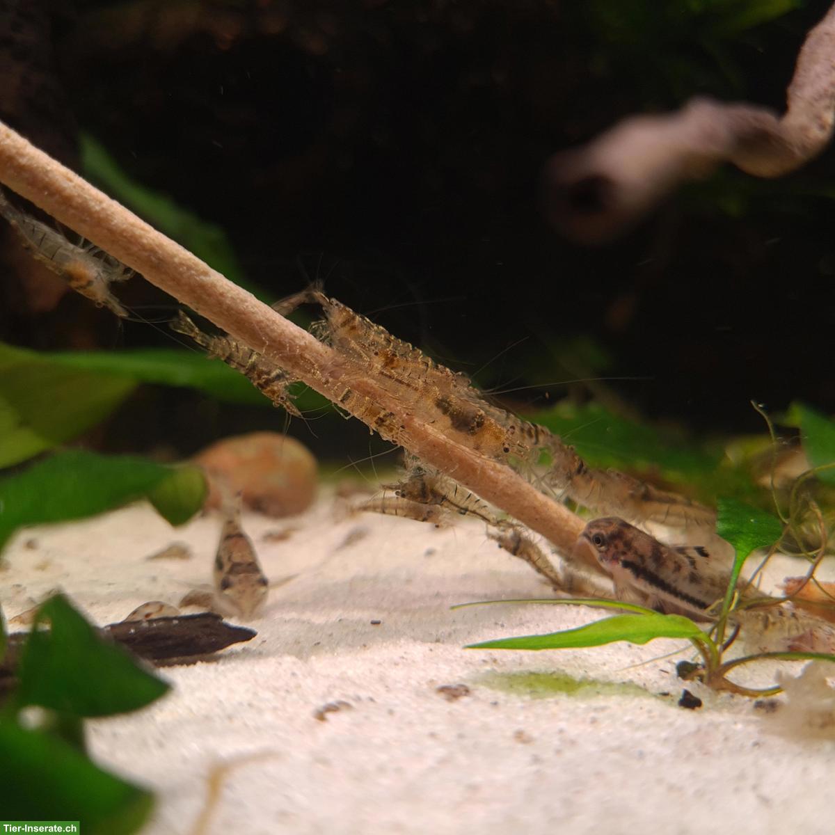 Bild 2: Caridina pareparensis parvidentata (Sulawesi Inlandsgarnele)