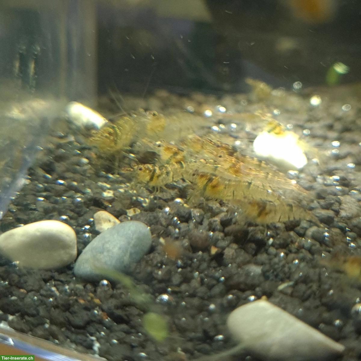 Bild 3: Caridina pareparensis parvidentata (Sulawesi Inlandsgarnele)