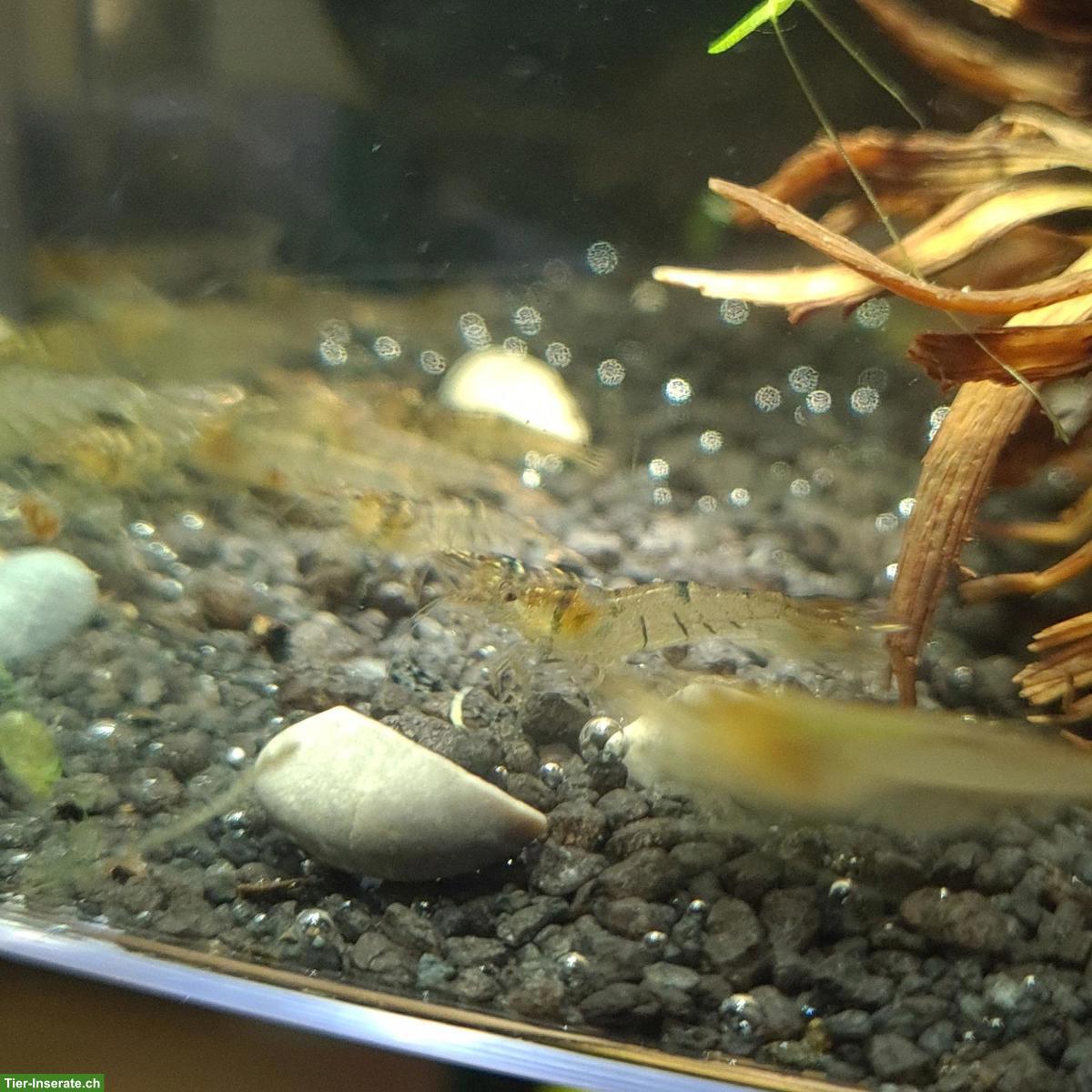 Bild 4: Caridina pareparensis parvidentata (Sulawesi Inlandsgarnele)