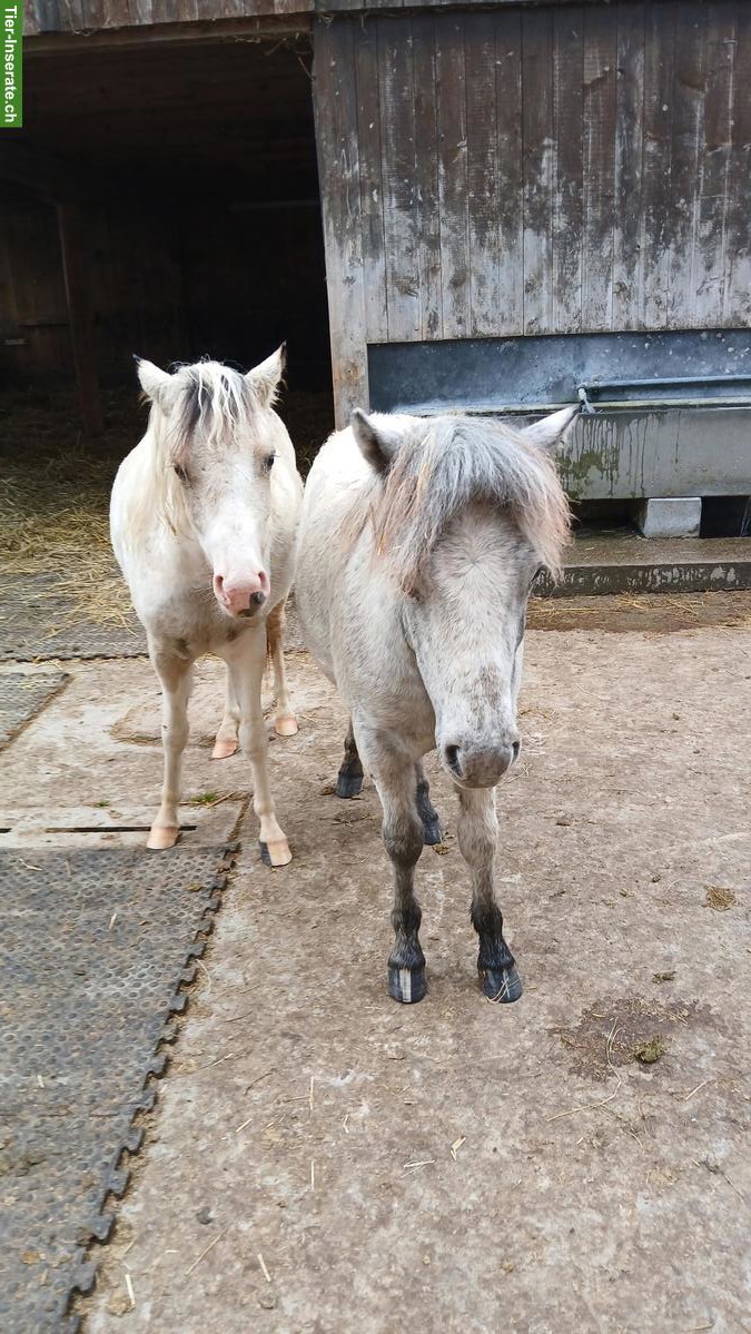 Bild 2: Charmanter Ponyhengst, 1.5-jährig