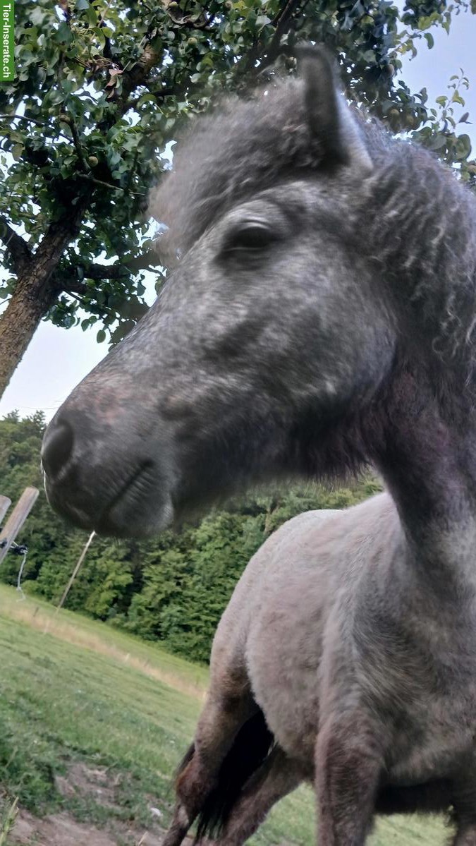 Bild 3: Charmanter Ponyhengst, 1.5-jährig