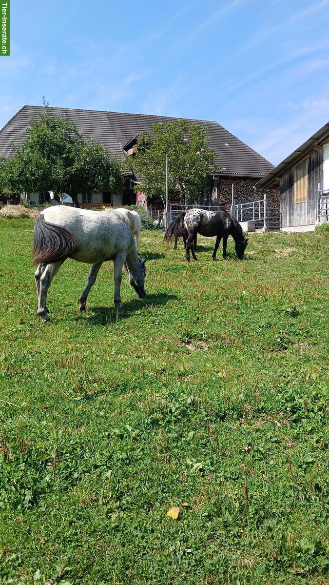 Bild 4: Charmanter Ponyhengst, 1.5-jährig