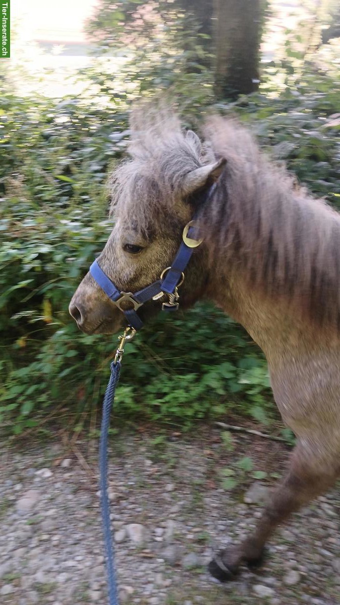 Bild 6: Charmanter Ponyhengst, 1.5-jährig