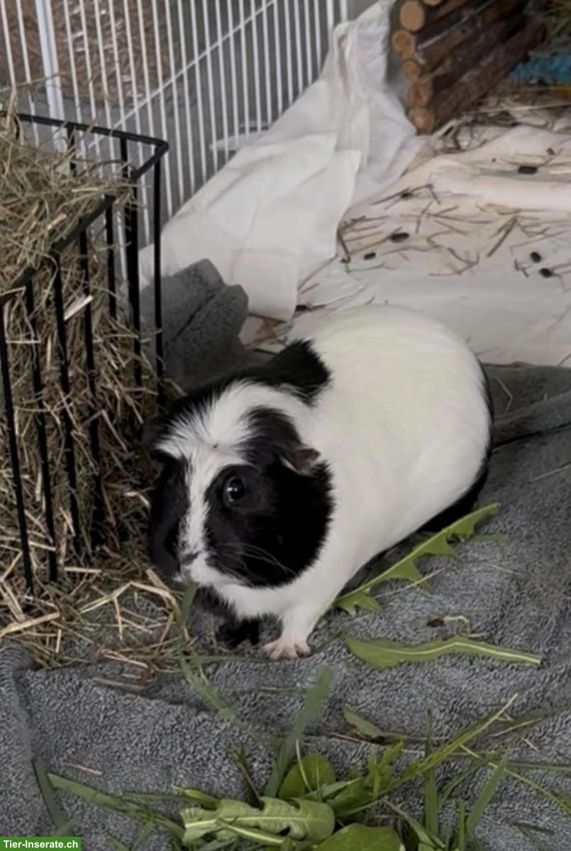 Crested Meerschweinchen Weibchen, schwarz-weiss