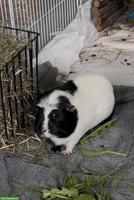 Crested Meerschweinchen Weibchen, schwarz-weiss