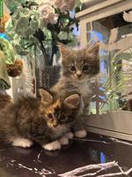 Maine Coon Kitten, reinrassig (ohne Stammbaum)