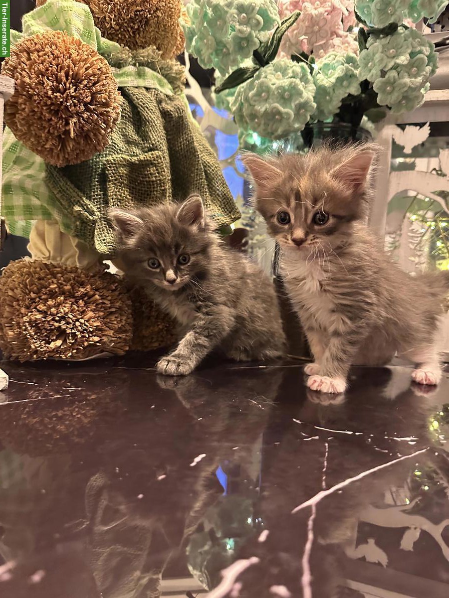 Bild 2: Maine Coon Kitten, reinrassig (ohne Stammbaum)