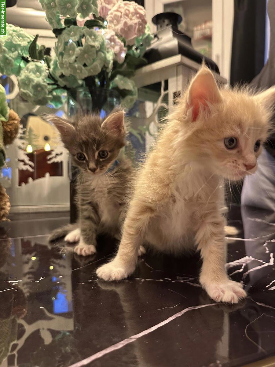 Bild 3: Maine Coon Kitten, reinrassig (ohne Stammbaum)